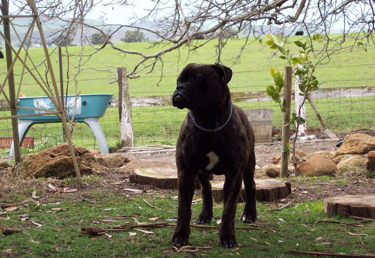 mossy oak bullmastiffs