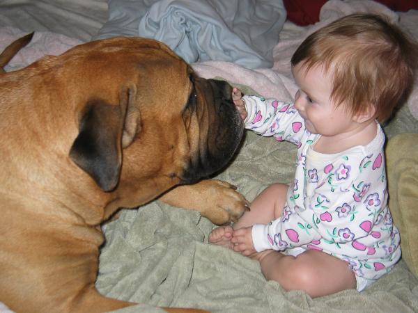 mossy oak bullmastiffs