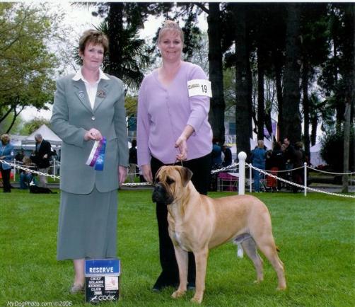 mossy oak bullmastiffs