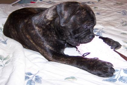 mossy oak bullmastiffs