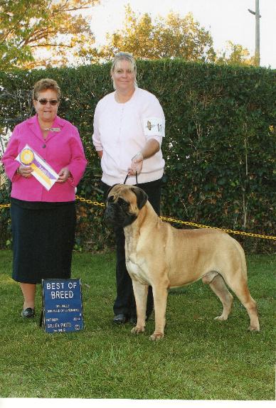 mossy oak bullmastiffs